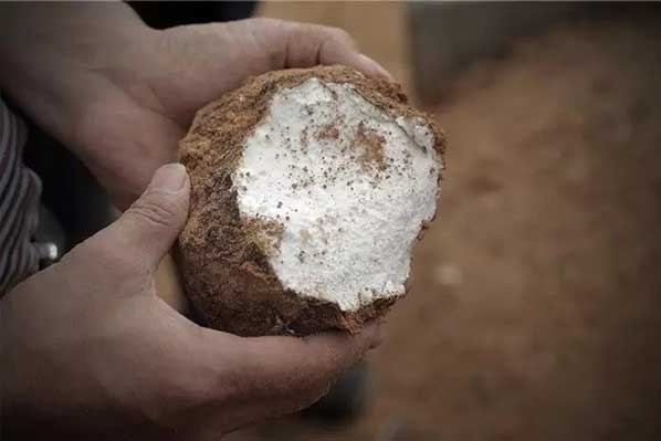 茯苓干燥易碎裂吸濕怎么辦？茯苓烘干機助力企業(yè)規(guī)模化生產(chǎn)!