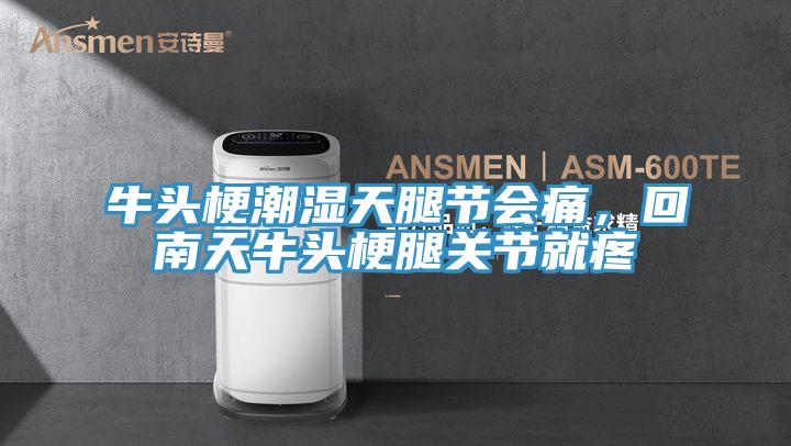 牛頭梗潮濕天腿節(jié)會(huì)痛，回南天牛頭梗腿關(guān)節(jié)就疼