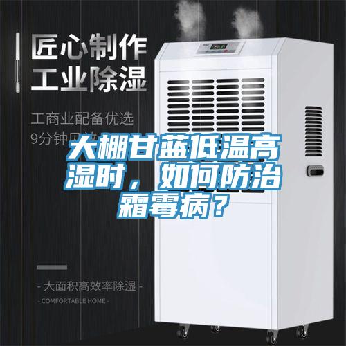 大棚甘藍低溫高濕時，如何防治霜霉病？