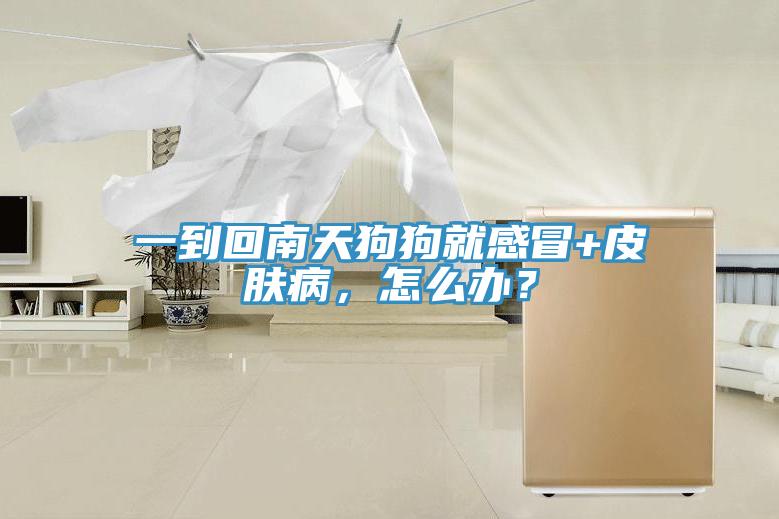 一到回南天狗狗就感冒+皮膚病，怎么辦？