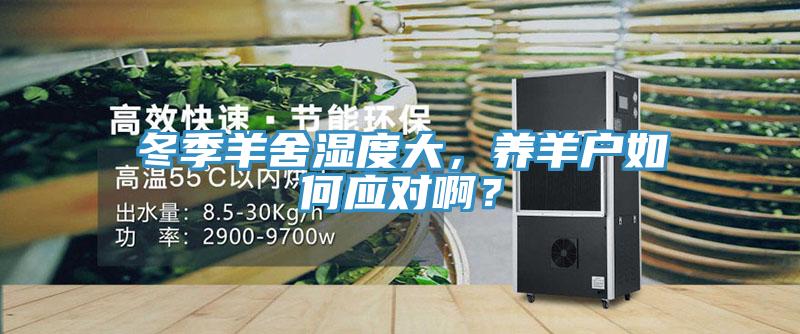 冬季羊舍濕度大，養(yǎng)羊戶如何應(yīng)對(duì)??？